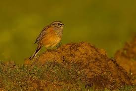 Image result for Emberiza cia
