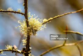 Attēlu rezultāti vaicājumam “Usnea filipendula”