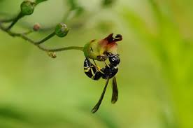 Attēlu rezultāti vaicājumam “Ancistrocerus sp.”