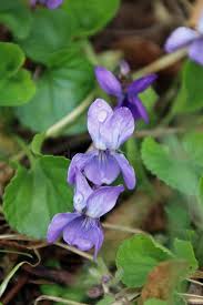 Attēlu rezultāti vaicājumam “Viola epipsila flower”