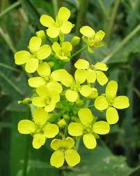 Attēlu rezultāti vaicājumam “Bunias orientalis flower”