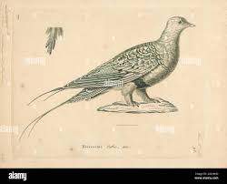 Image result for Syrrhaptes paradoxus