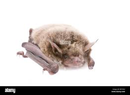 Attēlu rezultāti vaicājumam “Myotis dasycneme”