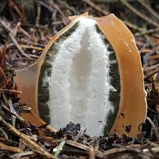 Attēlu rezultāti vaicājumam “Diderma testaceum young”