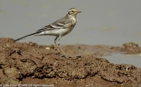 Attēlu rezultāti vaicājumam “Motacilla citreola”