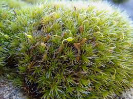 Attēlu rezultāti vaicājumam “Grimmia pulvinata sporophyte”