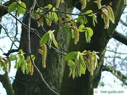 Attēlu rezultāti vaicājumam “Carpinus betulus female flower”