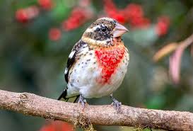 Image result for Pheucticus ludovicianus