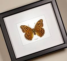 Attēlu rezultāti vaicājumam “Argynnis paphia female”