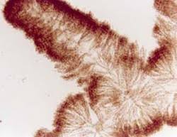 Attēlu rezultāti vaicājumam “Batrachospermum moniliforme”