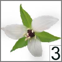 Attēlu rezultāti vaicājumam “Triglochin palustre flower”