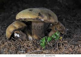 Attēlu rezultāti vaicājumam “Porphyrellus porphyrosporus”