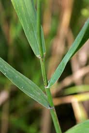 Attēlu rezultāti vaicājumam “Phragmites communis leaf”