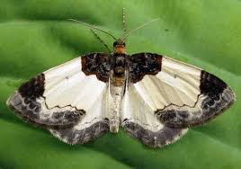 Attēlu rezultāti vaicājumam “Mesoleuca albicillata”