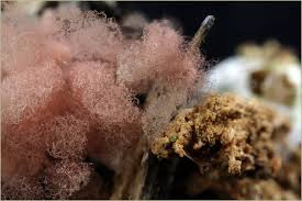 Attēlu rezultāti vaicājumam “Arcyria incarnata young”