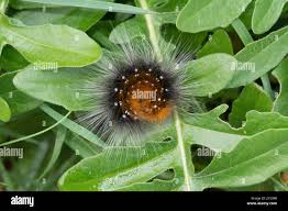 Attēlu rezultāti vaicājumam “Arctia caja larva”