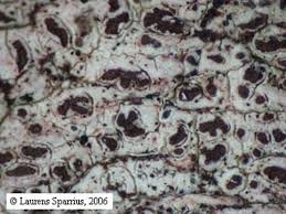 Attēlu rezultāti vaicājumam “Megalaria grossa”