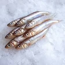 Attēlu rezultāti vaicājumam “Charales”