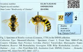 Attēlu rezultāti vaicājumam “Bembix rostrata”