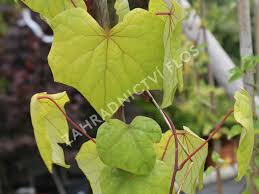 Attēlu rezultāti vaicājumam “Menispermum dauricum”