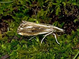 Attēlu rezultāti vaicājumam “Catoptria falsella”