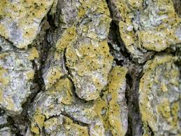 Attēlu rezultāti vaicājumam “Chaenotheca ferruginea”