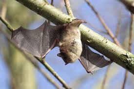 Attēlu rezultāti vaicājumam “Myotis daubentonii”