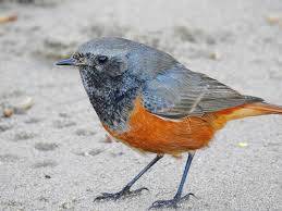 Attēlu rezultāti vaicājumam “Phoenicurus ochruros”