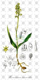 Attēlu rezultāti vaicājumam “Hammarbya paludosa fruit”