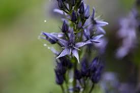 Attēlu rezultāti vaicājumam “Swertia perennis flower”