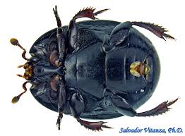 Attēlu rezultāti vaicājumam “Histeridae”