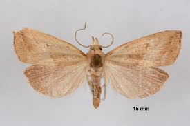 Attēlu rezultāti vaicājumam “Hypenodes humidalis”