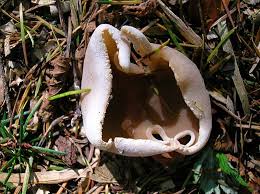 Attēlu rezultāti vaicājumam “Peziza flavida”