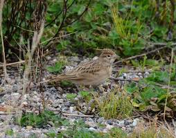 Image result for Calandrella brachydactyla