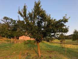 Attēlu rezultāti vaicājumam “Prunus domestica subsp. domestica”