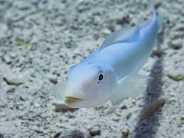 Image result for Malacanthus plumieri