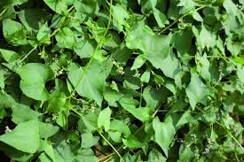 Attēlu rezultāti vaicājumam “Fallopia convolvulus leaf”