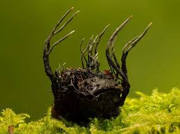 Attēlu rezultāti vaicājumam “Xylaria”