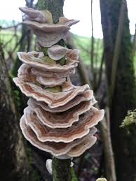 Attēlu rezultāti vaicājumam “Trametes ochracea”