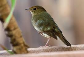 Image result for Luscinia sibilans