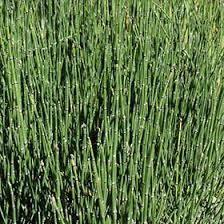 Attēlu rezultāti vaicājumam “Equisetum hyemale”