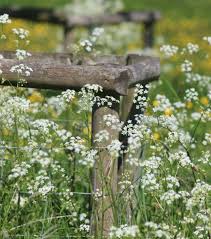 Attēlu rezultāti vaicājumam “Anthriscus sylvestris bud”
