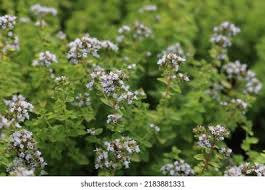 Attēlu rezultāti vaicājumam “Origanum majorana flower”