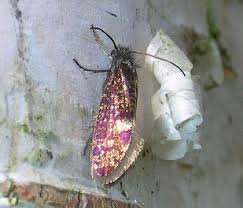 Attēlu rezultāti vaicājumam “Eriocraniidae”