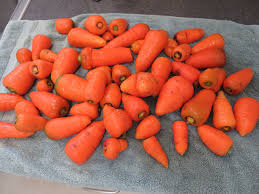 Attēlu rezultāti vaicājumam “Daucus carota subsp. carota fruit”