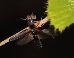 Attēlu rezultāti vaicājumam “Hylecoetus dermestoides”