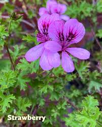 Attēlu rezultāti vaicājumam “Geranium bohemicum fruit”