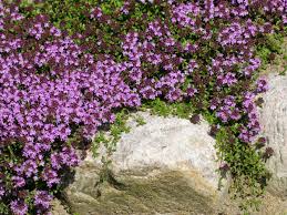 Attēlu rezultāti vaicājumam “Thymus serpyllum flower”