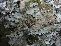 Attēlu rezultāti vaicājumam “Parmelia submontana”