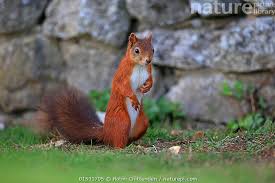 Attēlu rezultāti vaicājumam “Sciurus vulgaris”